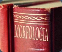 morfologia3
